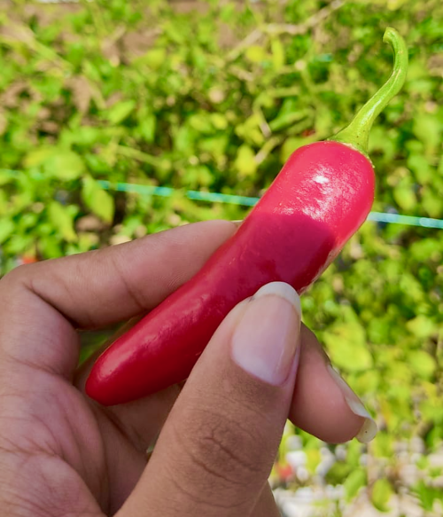 Ají Tabasco del Valle del Cauca